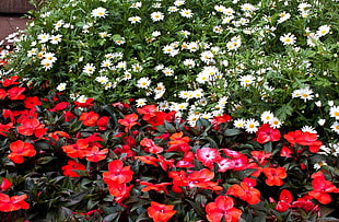 red and white garden of flowers HD wallpaper