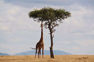 Giraffe standing beside a tree HD wallpaper