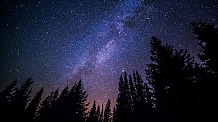 silhouette of trees during nighttime