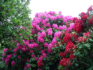 shallow focus photography of red and pink flower plants