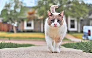 white and brown cat walking on pathway HD wallpaper