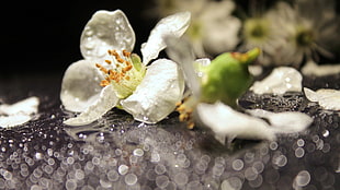 white petaled flower, depth of field, flowers, dew, bokeh