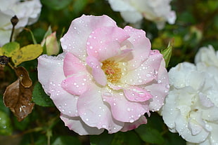 pink and white flower decor, flowers