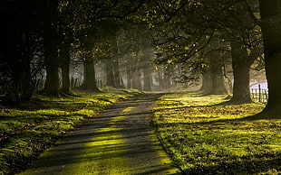 green grass field near tree