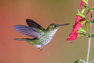 hovering green and white Hummingbird with red flower HD wallpaper
