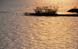 body of water during sunset