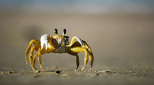 tilt-shift lens photography of yellow crab on shore HD wallpaper