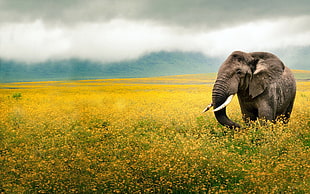 gray elephant, elephant, flowers, yellow, clouds HD wallpaper