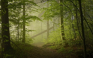 green forest, nature, landscape, mist, forest