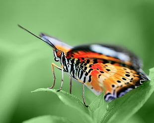 macro photo of butterfly