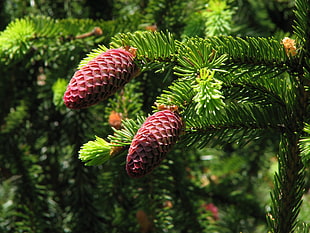 the vanishing of ethan carter fir cone
