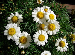 white daisies HD wallpaper