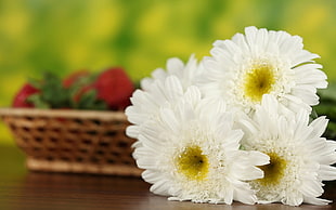 white Daisy flowers HD wallpaper