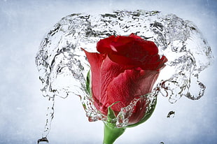 red rose with clear water splash HD wallpaper