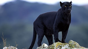 black panther, panthers, big cats, animals, Black Panther HD wallpaper