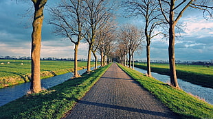 straight pathway near lake and bare trees under cloudy sky at daytime HD wallpaper