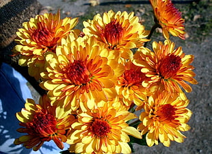 yellow and red petaled flowers bouquet