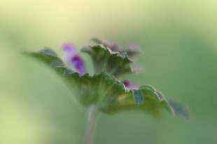 tilt lens photography of leaf, henbit