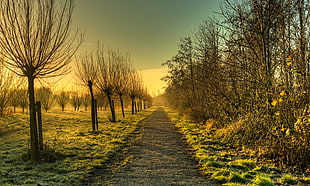 dirt road along leafless tree HD wallpaper