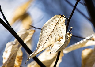 shallow focus photography shot of beige dry leaf HD wallpaper