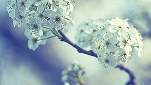 closeup photography of white clustered flowers