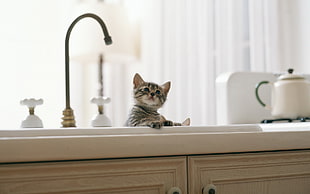silver tabby cat on white ceramic sink HD wallpaper