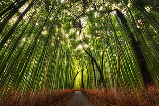 green leaf trees during daytime photo, bamboo