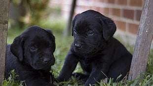 two Labrador Retriever puppies