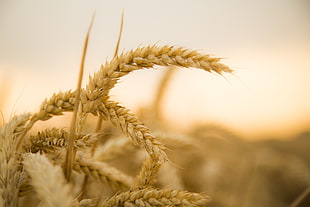 shallow focus photography wheat during daytime HD wallpaper