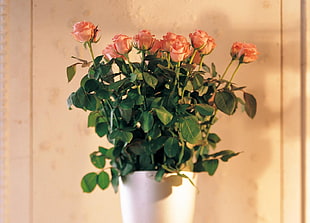 bouquet of pink rose HD wallpaper