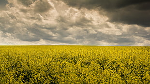 yellow petaled flower field, nature, field, sky, plants