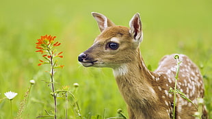 brown and white deer, animals, nature, deer, baby animals HD wallpaper