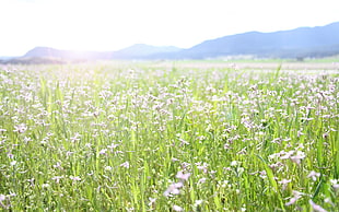 pink flower field at daytime