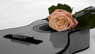 white rose on gray and black dreadnought classical guitar with white background HD wallpaper