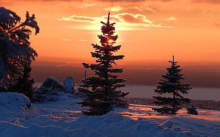 silhouette of  tree during sun set