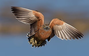 gray and brown bird flying on close-up photography, sandgrouse, pterocles