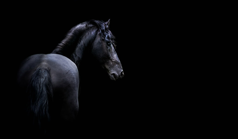 Black horse illustration with black background HD wallpaper | Wallpaper ...