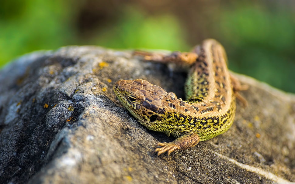 green and brown skink on stone on selective focus photography HD wallpaper