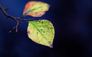 green leaves in auto focus photography HD wallpaper