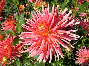 pink Cactus dahlia closeup photo