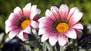 selective focus photography of two pink petaled flowers