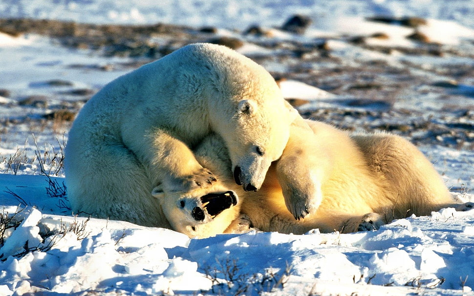 two Polar bears on ice HD wallpaper