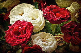 close up photo of white and red petaled flowers