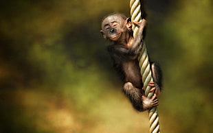 monkey hanging from beige rope HD wallpaper