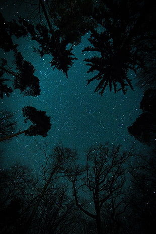 leafless trees