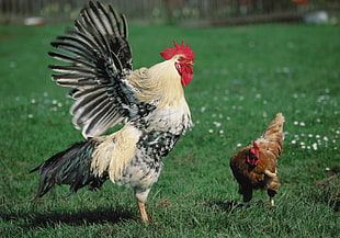 photo of rooster get mad at his hen HD wallpaper