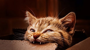 cat biting HD wallpaper