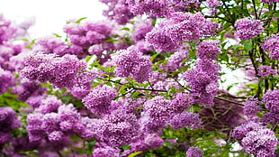 lavender flower lot HD wallpaper