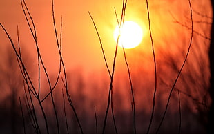 grass silhouette, sunset, sunlight, landscape, nature