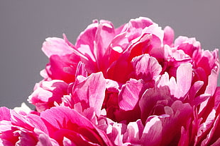 pink flowers HD wallpaper